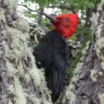 Carpintero patagonico