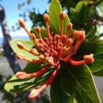 chilenischer Feuerbaum