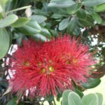 Christmas Tree- Pohutukawa Blüte