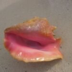Conch