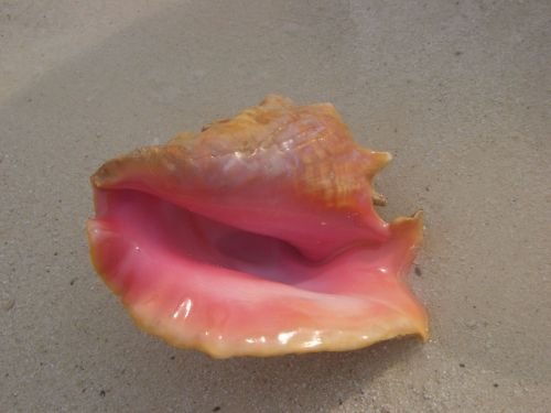 Conch