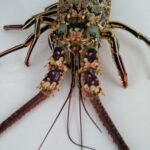 da war leider nix mehr drin