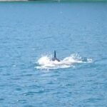 Delfin - gerade noch mit der Kamera erwischt