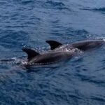 Delfine begleiten uns