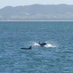 Delfine besuchen uns am Ankerplatz