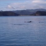 Delfine besuchen uns in der Bucht