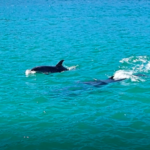 Delfine in der Okahu Passage