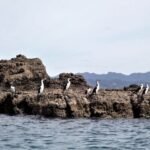 den wir uns mit Kormoranen teilen