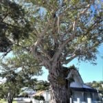 der berühmte Baum vor der alten Polizeistation