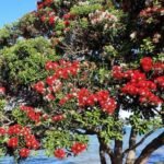der Christmas Tree oder auch Pohutukawa