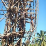 der erster junge Springer