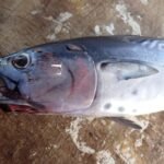 der hier hatte Bratpfannensehnsucht