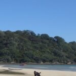 der Hund ist ganz narrisch wegen unserer Drohne