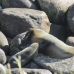 der Kleine wird gesäugt