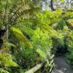 der Manginangina Kauri Walk