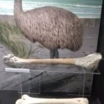 der Moa - ausgestorben