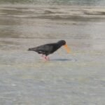 der Oystercatcher