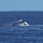 der zeigt seine Heckflosse