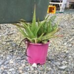 die Aloe hat überlebt