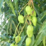 die ersten Mangos der Saison