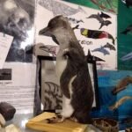 die gibt es hier auch