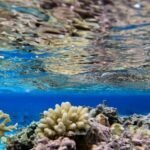 doch es gibt auch Riffe