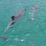 dort besuchen uns Delfine