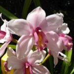 dort gibt es herrliche Blumen