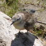 Dotterel Bird