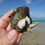 ein Bimsstein mit Muschelbewuchs