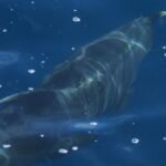 ein Delfin ganz in unserer Nähe