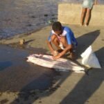 ein großer Fisch wird ausgenommen