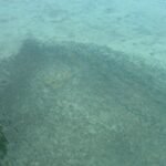 ein großer Schwarm kleiner Fische