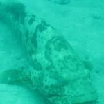 ein handzahmer Grouper bei unserem Wrack