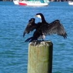 ein junger Kormoran