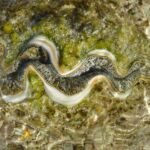 eine von vielen Mördermuscheln