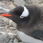 Eselspinguin