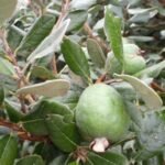 Feijoa