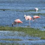Flamingos bei Calafate