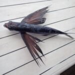 fliegender Fisch an Bord gelandet