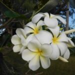 Frangipani
