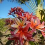 Frangipani Blüte