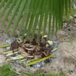 für die Landkrabben