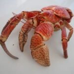 gekochte Krabbe