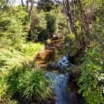 gelegentlich ein kleiner Bach