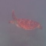 gesehen bei Sawa-I-Lau