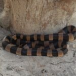 gestreifte Seeschlange