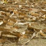 getrocknete Pandanusblätter