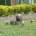 glückliche Schweine - noch