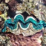 grüne Mördermuschel